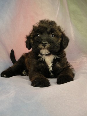 Male Bichon poodle Puppy for sale #13 Born April 2, 2012